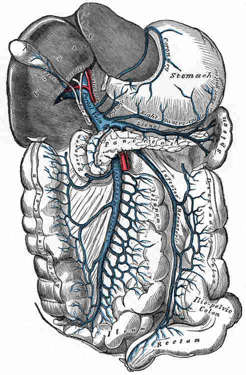 Bild des Magen Darm-Traktes aus Gray's Anatomy